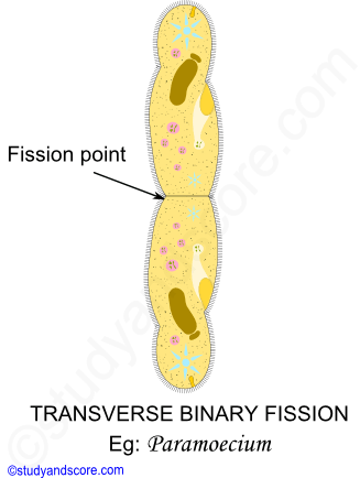 Transverse binary fission, Sexual reproduction in Paramecium, Asexual reproduction in Paramecium, Phylum protozoa reproduction